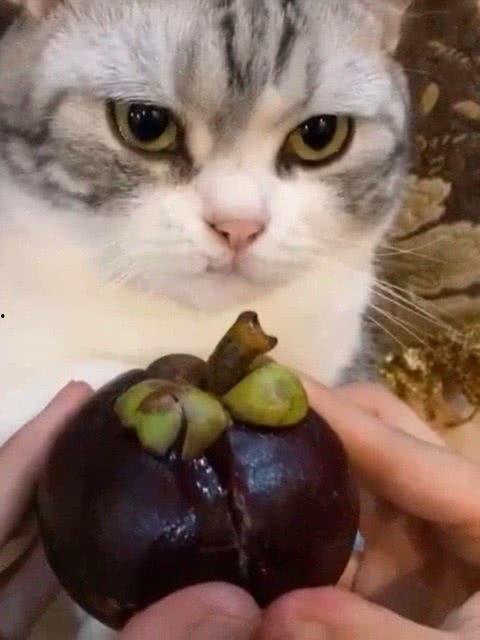 娱乐吃瓜君七七猫咪,娱乐吃瓜君的萌宠日常 第1张 娱乐吃瓜君七七猫咪,娱乐吃瓜君的萌宠日常 第1张